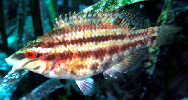 Symphodus roissali_0006